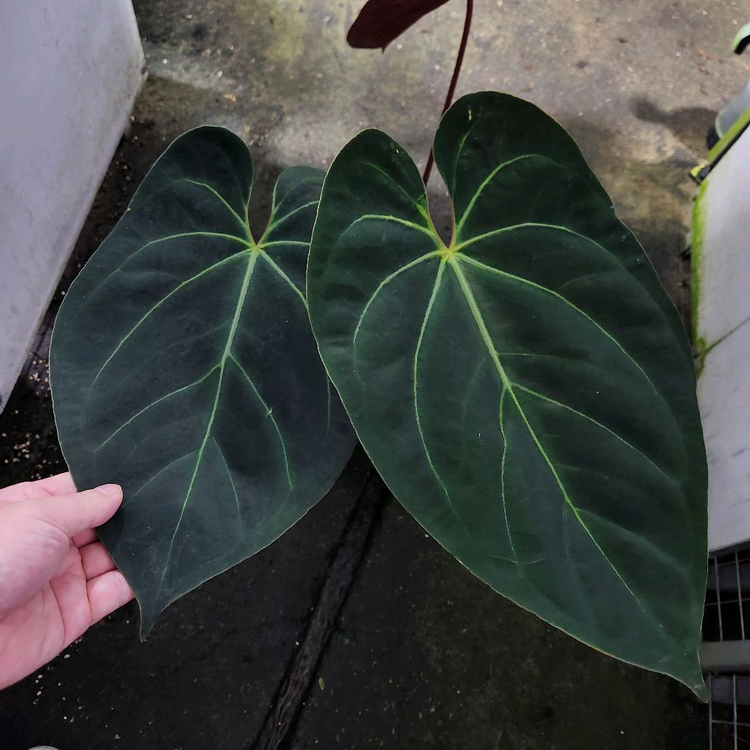 안스리움 블랙 고스트 선별개체--2