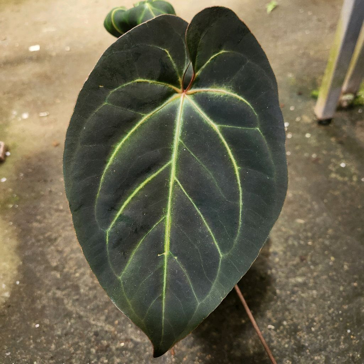 안스리움 블랙 고스트 선별개체--3