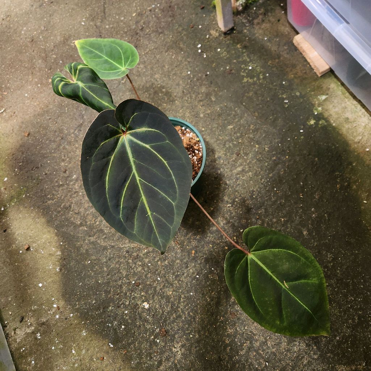 안스리움 블랙 고스트 선별개체--4