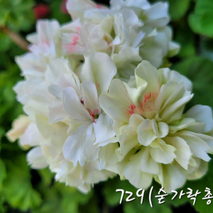 제라늄 729(숟가락총각)
