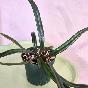 블루오일펀 고사리