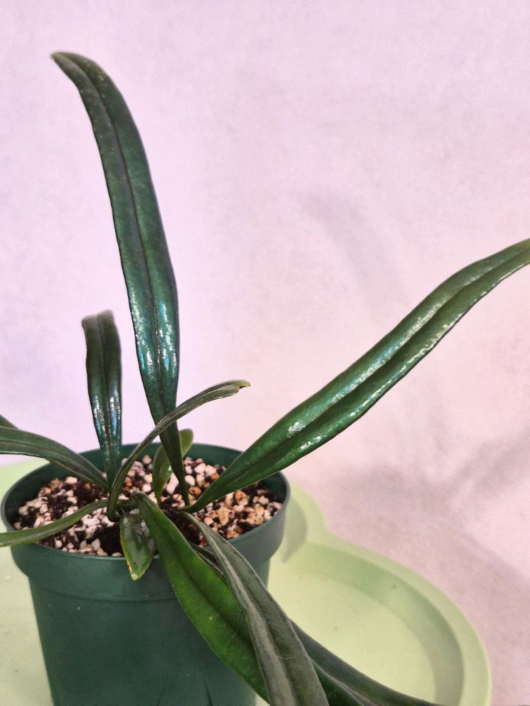 블루오일펀 고사리--1