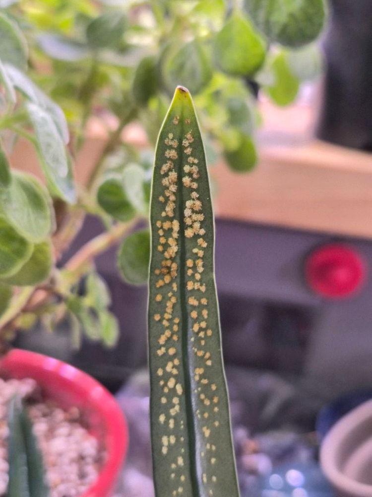 블루오일펀 고사리--2