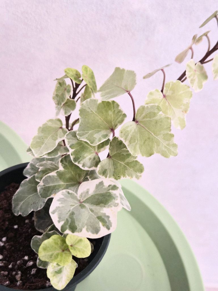 실버차미 아이비--1