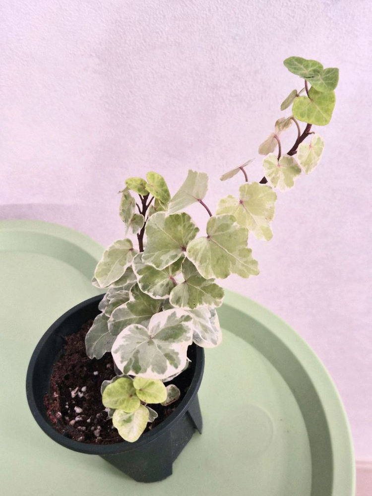 실버차미 아이비--2