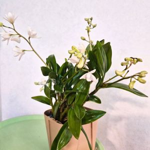 화이트 긴기아난