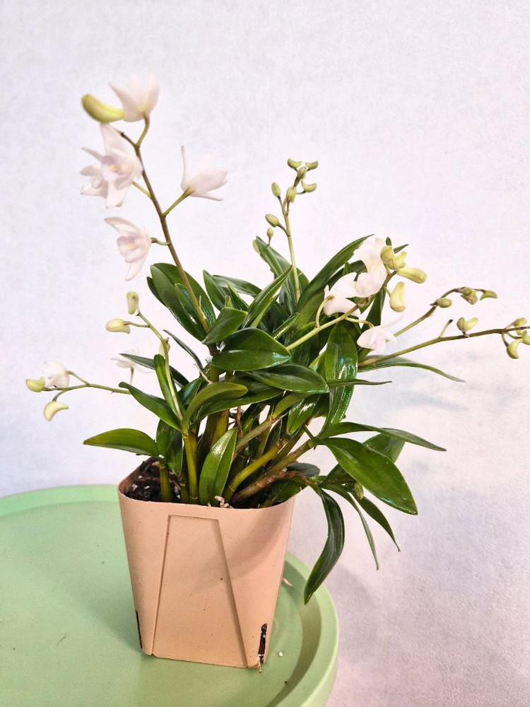 화이트 긴기아난--1