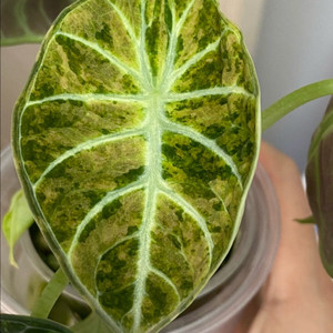 알로카시아 닌자 스플레쉬트리컬러 바리에가타(안스,호야x)