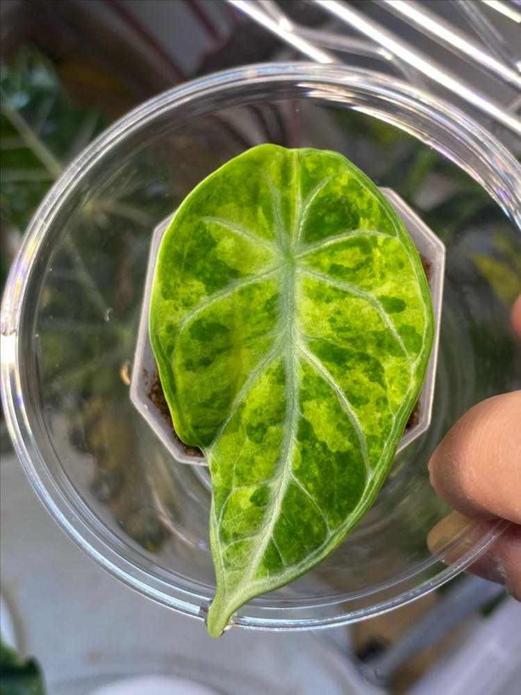 알로카시아 닌자 스플레쉬트리컬러 바리에가타(안스,호야x)--1