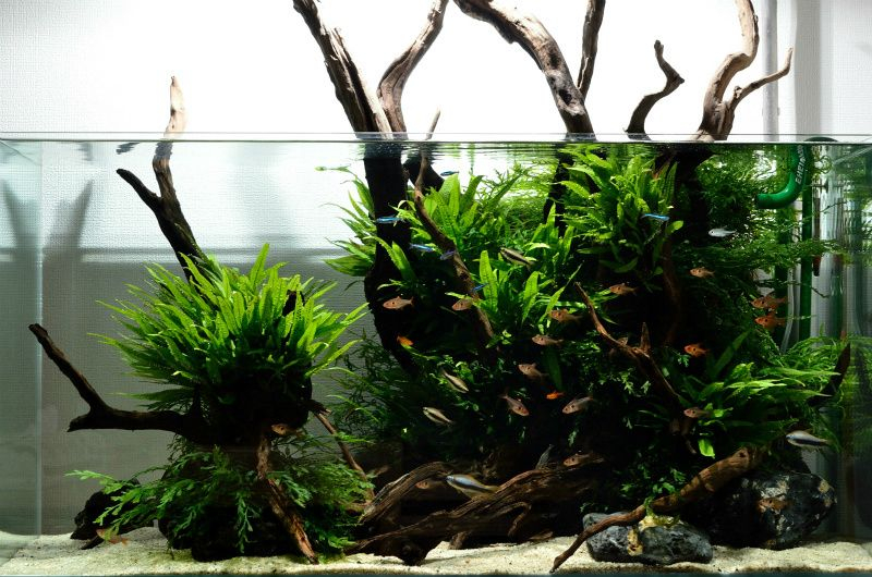 어세팅, 어항레이아웃,어항주문제작,풀세트(출 장세팅)--3