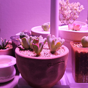 다육식물 모듬분/코노피튬 모듬/빌로붐 모듬