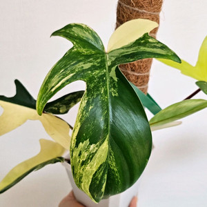 필로덴드론 플로리다뷰티 바리에가타