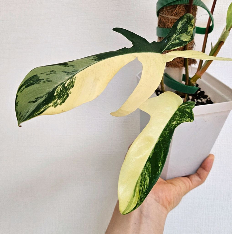 필로덴드론 플로리다뷰티 바리에가타--1