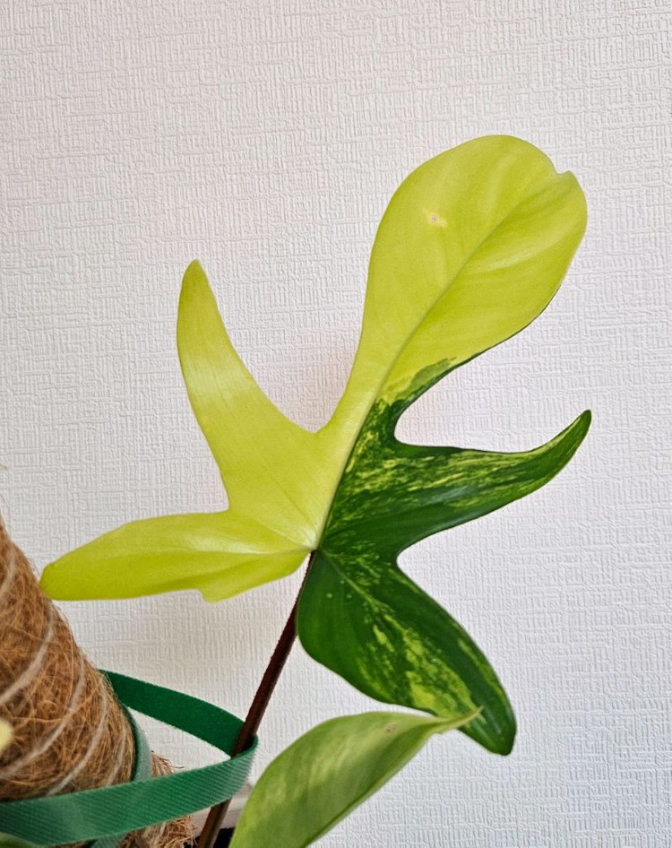 필로덴드론 플로리다뷰티 바리에가타--2