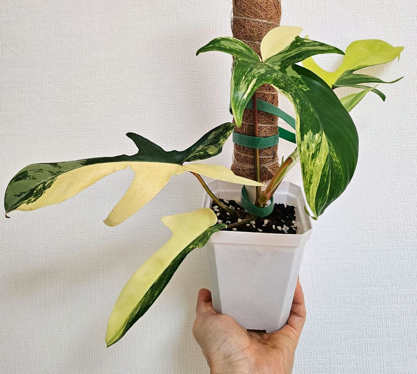 필로덴드론 플로리다뷰티 바리에가타--3