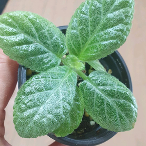 에피스시아 옐로우스파이더+미니바이올렛(LE-쿨민트)