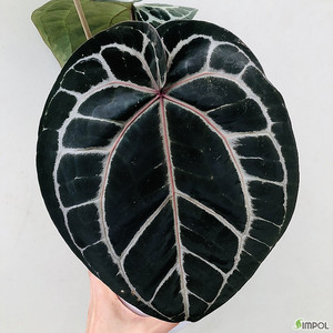 안스리움 관엽식물 미쉘 자라