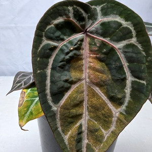 안스리움 관엽식물 레드크리스탈 리넘 무늬종