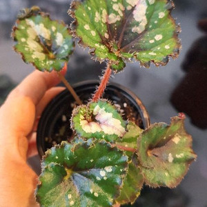 베고니아 더치스플랜더 이미지