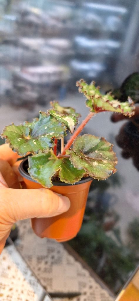 베고니아 더치스플랜더 이미지