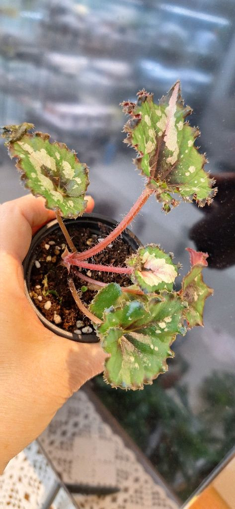 베고니아 더치스플랜더 이미지