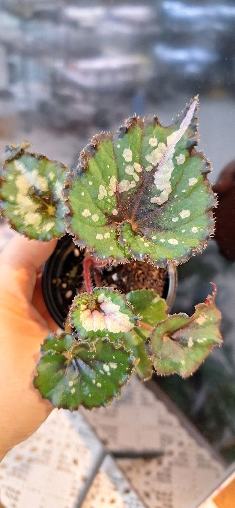 베고니아 더치스플랜더 이미지