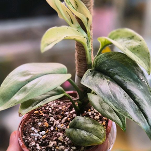 스킨답서스 슈퍼스타