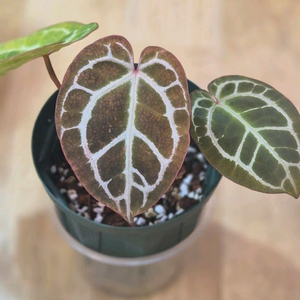 안스리움 초코리넘x에오스