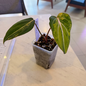 식물- 글로리오섬 바리에가타