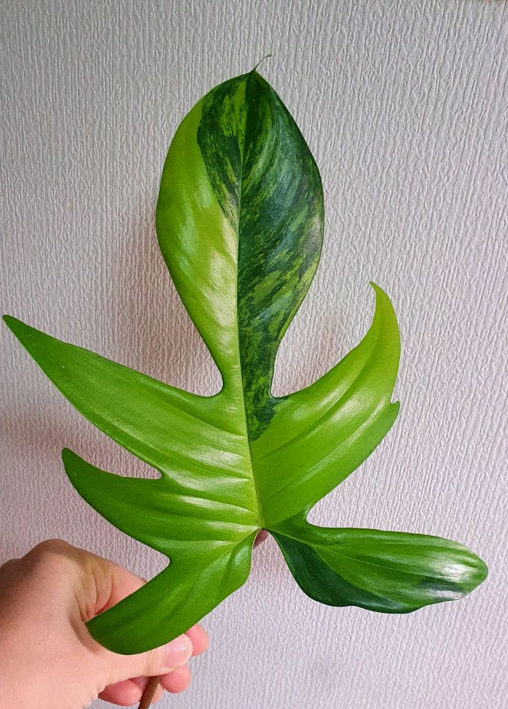 호야 쓰촨엔시스(삽수서비스포함)--2