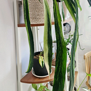 안스리움 비타리폴리움 바리에가타 희귀식물 대품