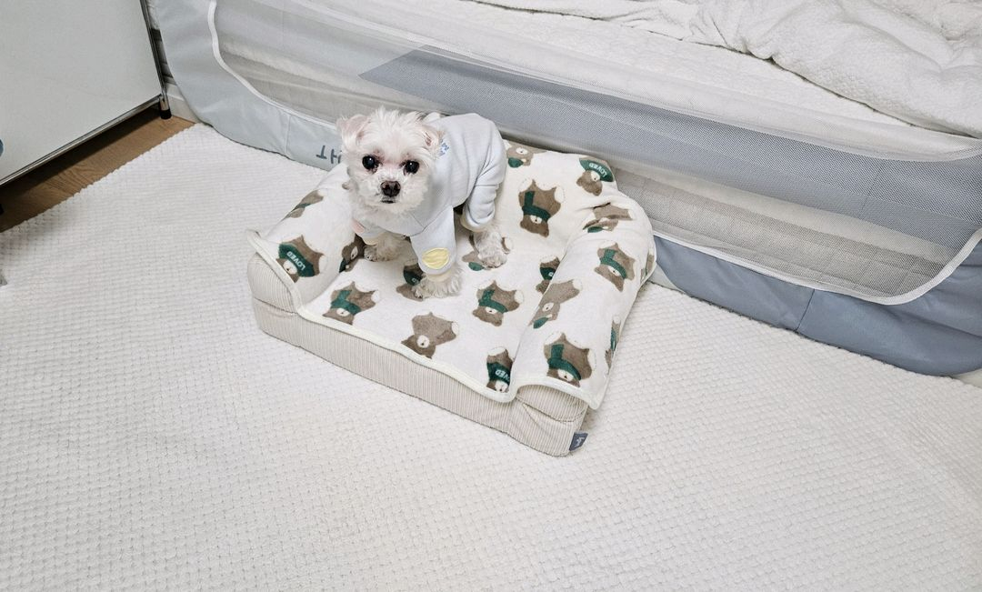 울리봉봉 펫소파침대 [메모리폼 S] 새상품--2