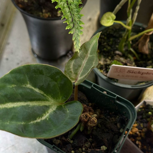 안스리움 퍼플 크리스탈리넘