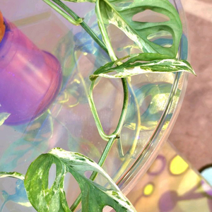 몬스테라 민트아단소니 바리에가타