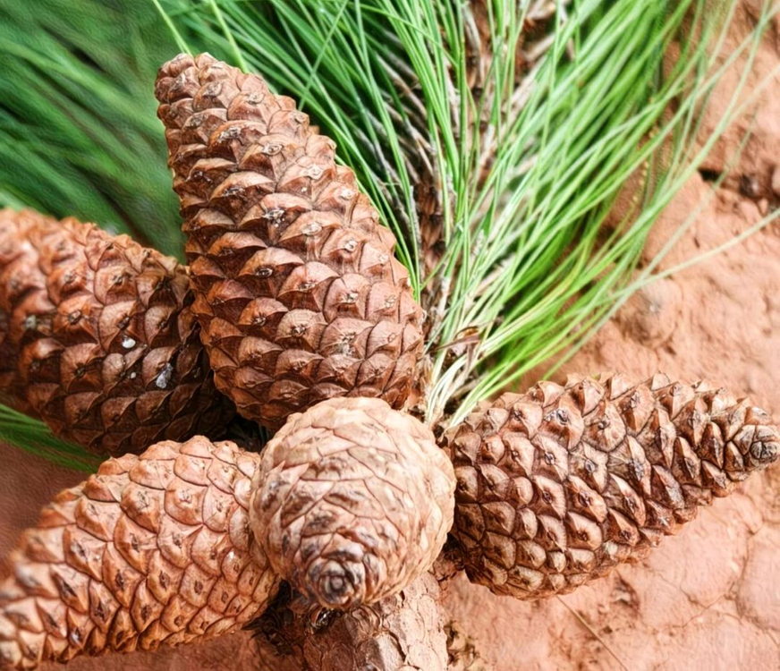 야생 왕잣500g2팩 일괄 (총1kg)--5