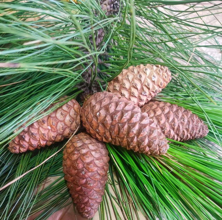 야생 왕잣500g2팩 일괄 (총1kg)--6