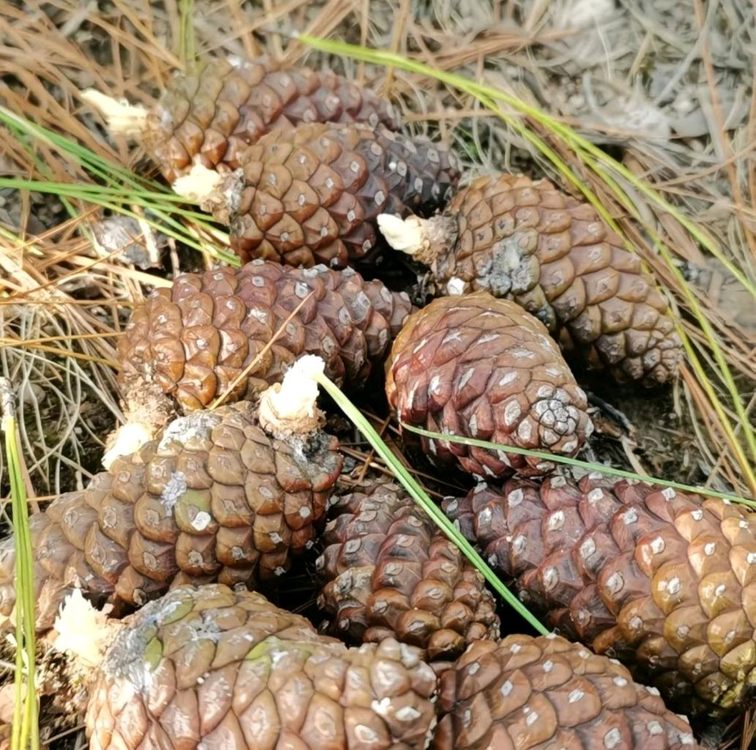 야생 왕잣500g2팩 일괄 (총1kg)--7