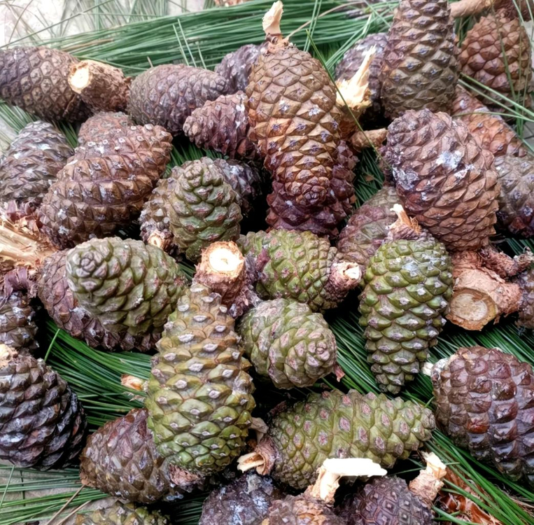 야생 왕잣500g2팩 일괄 (총1kg)--8