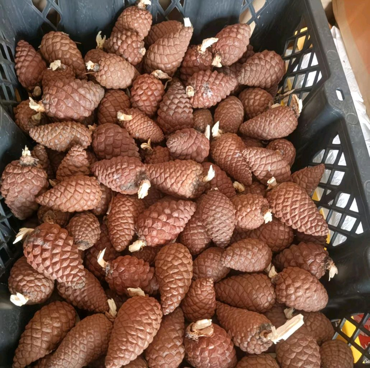 야생 왕잣500g2팩 일괄 (총1kg)--9