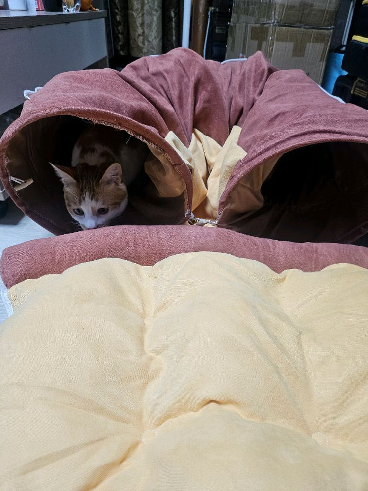 고양이 터널 침대 + 푹신 쿠션--3