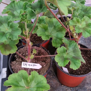 물병자리별 러시아 제라늄 이미지