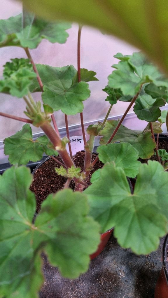 물병자리별 러시아 제라늄 이미지