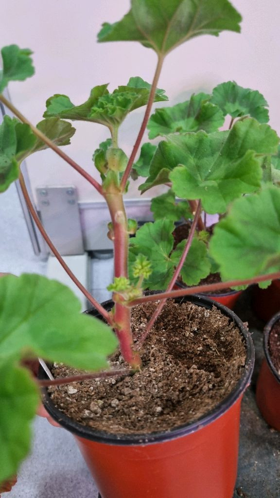 물병자리별 러시아 제라늄 이미지