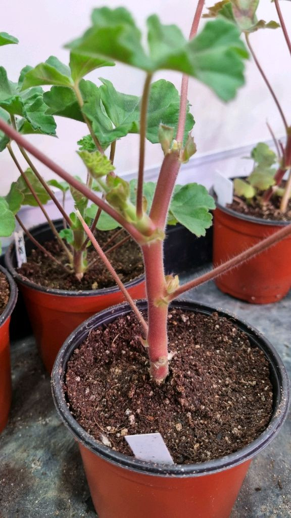 물병자리별 러시아 제라늄 이미지