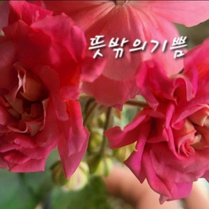 제라늄. 뜻밖의기쁨