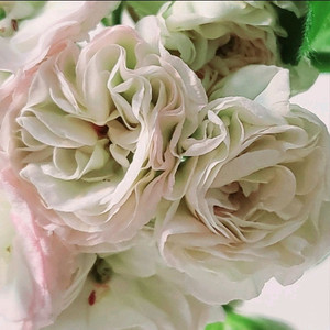 제라늄. 파리지앵 (파리쟌카)