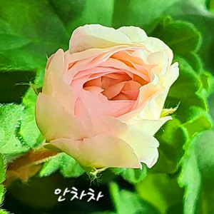 제라늄. 안차차