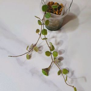 호야 탱총엔시스