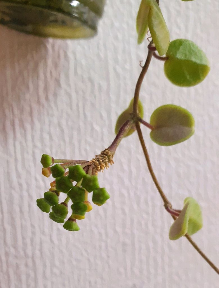 호야 탱총엔시스--1