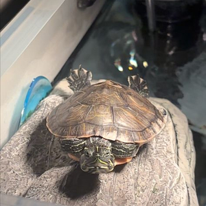 반수생 거북이 두마리 무료나눔